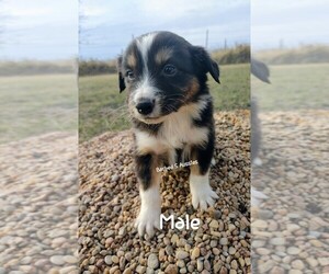 Australian Shepherd Puppy for sale in TAYLOR, TX, USA