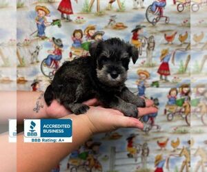 Schnauzer (Miniature) Puppy for sale in WINNSBORO, LA, USA