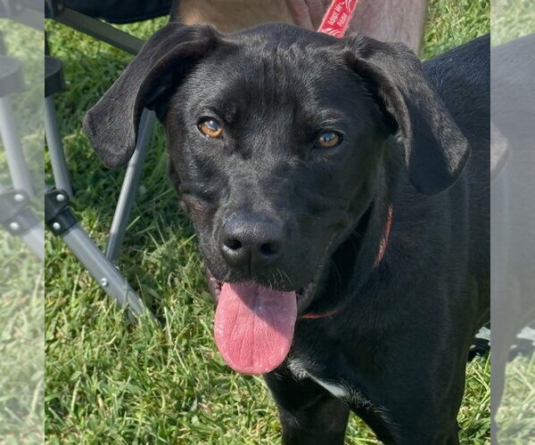 Medium Photo #12 Labrador Retriever-Unknown Mix Puppy For Sale in Canton, CT, USA