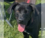 Small #11 Labrador Retriever Mix