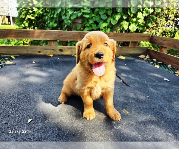 Medium Photo #2 Golden Retriever Puppy For Sale in LEON, KS, USA
