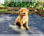 Small #1 Golden Retriever