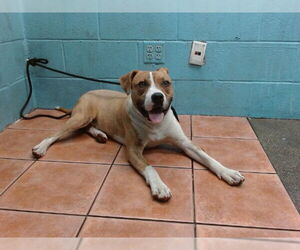 American Pit Bull Terrier Dogs for adoption in Downey, CA, USA
