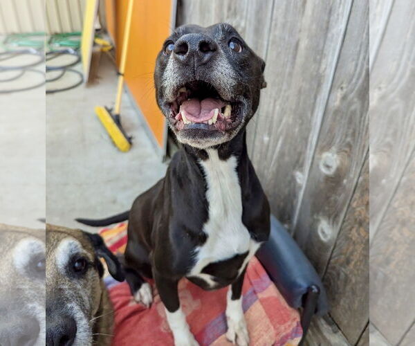 Medium Photo #7 Boxer-Unknown Mix Puppy For Sale in Houston, TX, USA