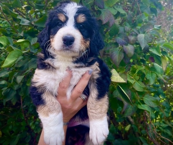 Full screen Photo #1 Bernedoodle Puppy For Sale in CHILHOWIE, VA, USA