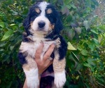 Small Photo #1 Bernedoodle Puppy For Sale in CHILHOWIE, VA, USA