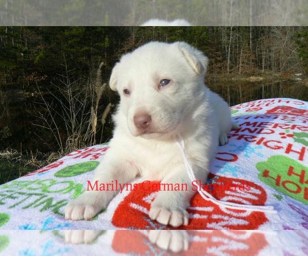 Medium Photo #5 German Shepherd Dog Puppy For Sale in PIEDMONT, MO, USA