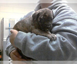 Labrador Retriever-Unknown Mix Dogs for adoption in Fayetteville, NC, USA