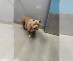Small Mutt