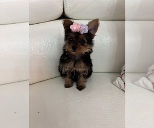 Yorkshire Terrier Puppy for sale in CLEWISTON, FL, USA