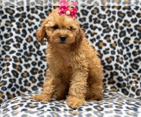 Medium Photo #5 Cavapoo Puppy For Sale in LAKELAND, FL, USA