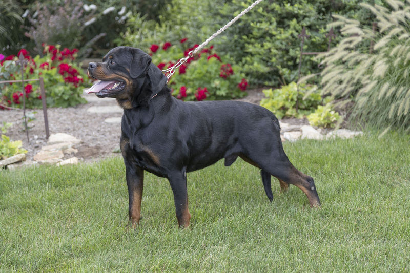 Medium Photo #1 Rottweiler Puppy For Sale in LANCASTER, PA, USA