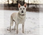 Small #2 Mutt
