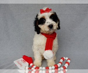 Cockapoo Puppy for sale in MILLERSBURG, OH, USA