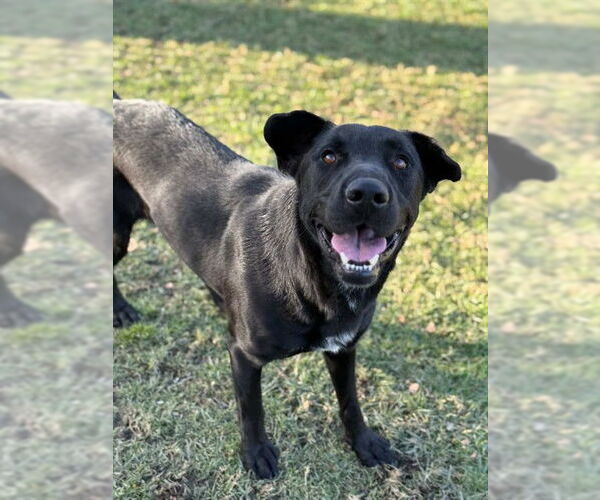 Medium Photo #2 Labrador Retriever-Unknown Mix Puppy For Sale in Riverside, CA, USA