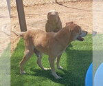 Small Photo #2 Beagle-Unknown Mix Puppy For Sale in Apple Valley, CA, USA