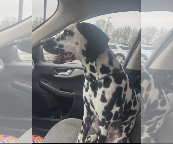 Medium Photo #7 Dalmatian Puppy For Sale in Croydon, NH, USA