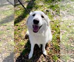 Small Photo #27 Great Pyrenees Puppy For Sale in Spring, TX, USA