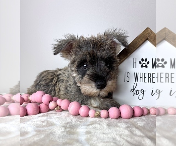 Medium Photo #4 Schnauzer (Miniature) Puppy For Sale in INDIANAPOLIS, IN, USA