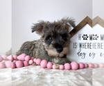 Small #3 Schnauzer (Miniature)