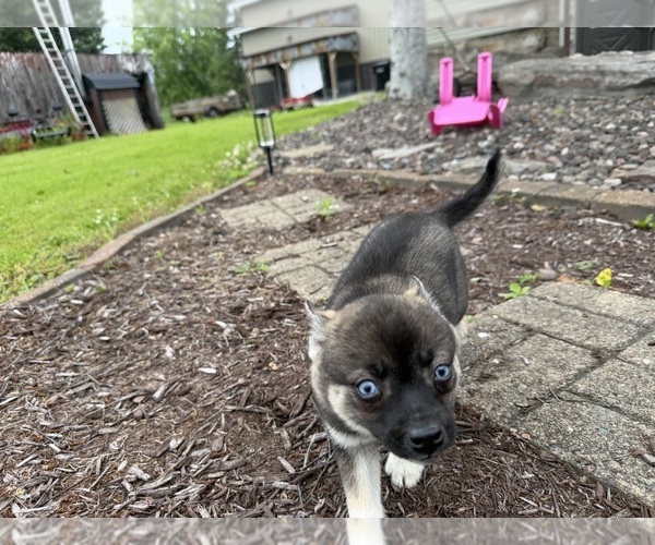 Medium Photo #9 Alaskan Klee Kai-Pomsky Mix Puppy For Sale in ATHENS, WI, USA
