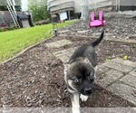 Small #8 Alaskan Klee Kai-Pomsky Mix