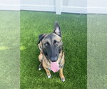 Small #3 German Shepherd Dog Mix