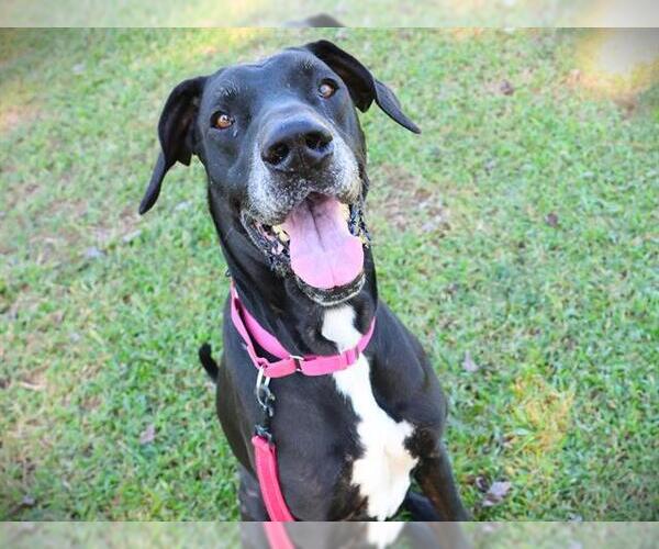 Medium Photo #1 Great Dane-Unknown Mix Puppy For Sale in Tallahassee, FL, USA