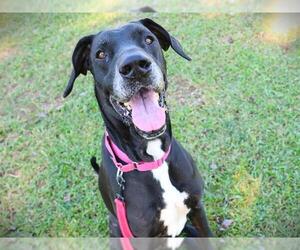Great Dane-Unknown Mix Dogs for adoption in Tallahassee, FL, USA