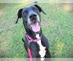 KOBY - Male Great Dane-Unknown Mix Dog for Adoption - Small photo