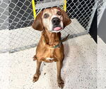 Small #13 Coonhound