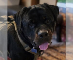 Rottweiler Dogs for adoption in Hillsboro, NH, USA