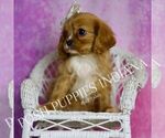 Small #5 Cavalier King Charles Spaniel