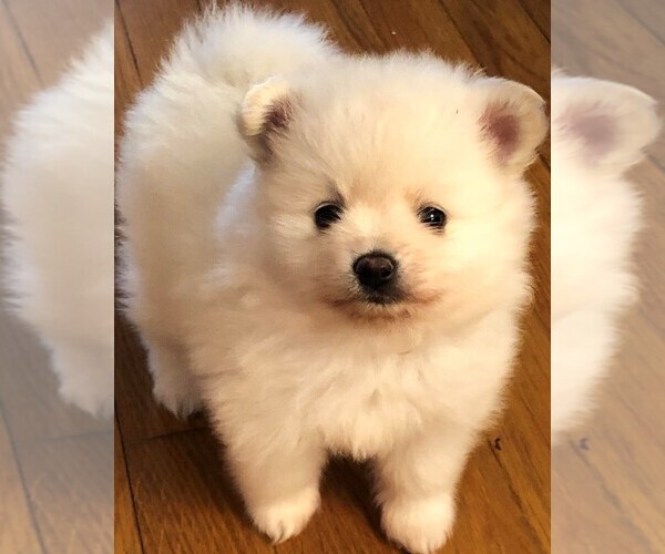Medium Photo #3 Pomeranian Puppy For Sale in LAWNDALE, NC, USA