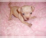 Small #5 Chihuahua