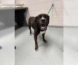 American Pit Bull Terrier-Unknown Mix Dogs for adoption in St. Cloud, FL, USA