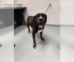 Small American Pit Bull Terrier Mix
