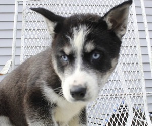 Siberian Husky Puppy for sale in DECATUR, IL, USA
