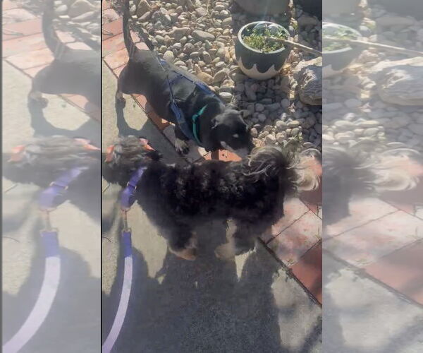 Medium Photo #10 Havanese-Unknown Mix Puppy For Sale in Escondido, CA, USA