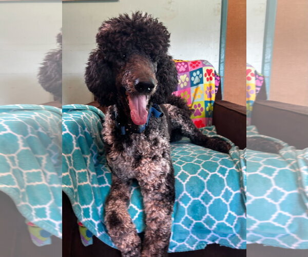 Medium Photo #15 Poodle (Standard) Puppy For Sale in Pacolet, SC, USA