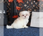 Small #2 Shih Tzu