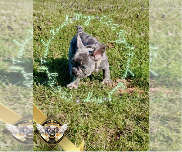 Medium Photo #6 French Bulldog Puppy For Sale in ATHENS, GA, USA