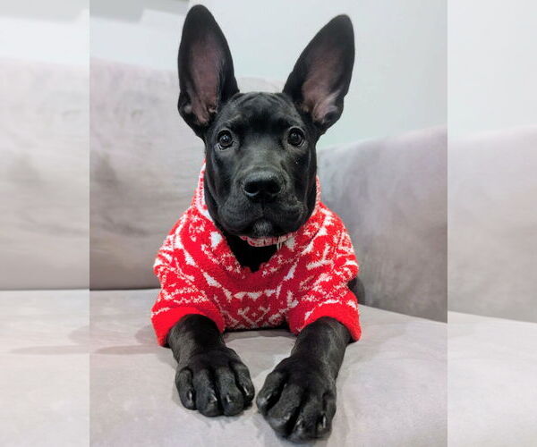 Medium Photo #1 Great Dane-Unknown Mix Puppy For Sale in Huntersville, NC, USA