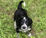 Puppy Lumen Border Collie-Goldendoodle Mix
