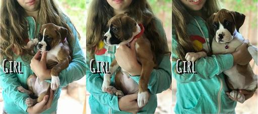 Medium Photo #1 Boxer Puppy For Sale in ARVADA, CO, USA