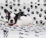 Small Photo #2 French Bulldog Puppy For Sale in AUSTIN, TX, USA
