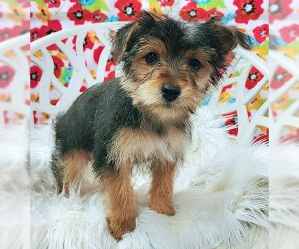 Medium Photo #3 Mutt Puppy For Sale in Tustin, CA, USA