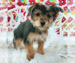 Small #2 Mutt