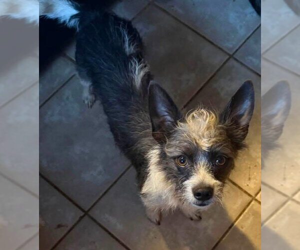 Medium Photo #2 Mutt Puppy For Sale in Alexander, AR, USA