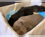 Small Photo #22 Labrador Retriever Puppy For Sale in ALEXANDRIA, VA, USA